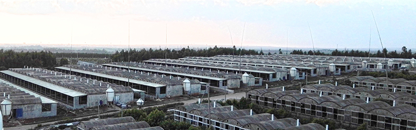 東莞市菜籃子,生豬網上交易,生豬網上交易及溯源平臺